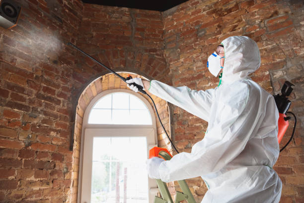 Mold Odor Removal Services in Becker, MN